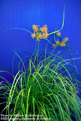 Photo of a Yellow nutsedge 