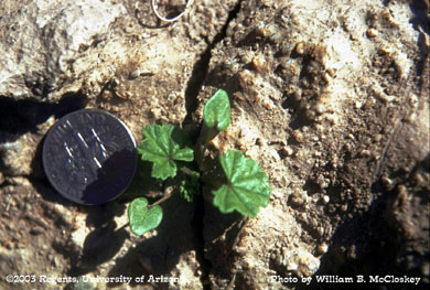 Photo of a Little mallow