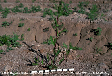 Photo of a silversheath knotweed 