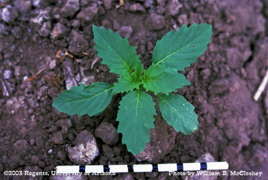 Photo of a Wright groundcherry