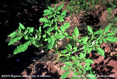 Photo of a Wright groundcherry