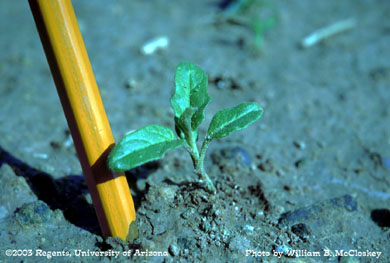 Photo of a silverleaf nightshade from rhrizome