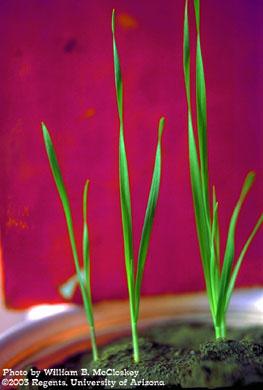 Photo of wild barley