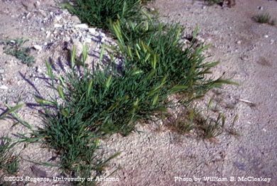 Photo of a wild barley