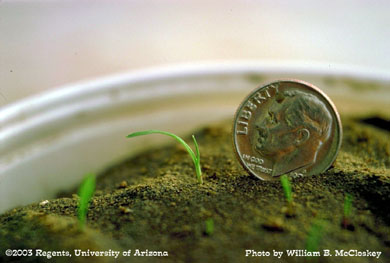 Photo of a bermudagrass 