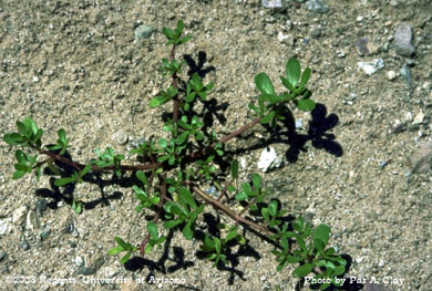Photo of a Common purslane 