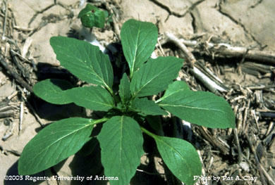 Photo of "Careless weed" pigweed species 