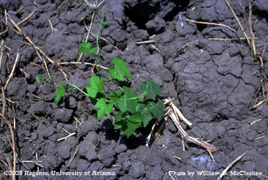 Photo of a Wooly morningglory 
