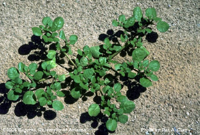 Photo of horse purslane
