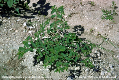 Photo of Hyssop spurge 