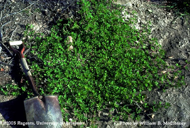 Photo of a Bur clover