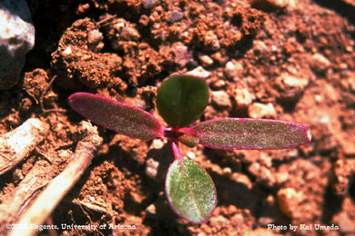 Photo of common purslane