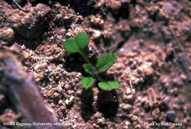 Photo of a brassica