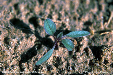 Photo of Amaranthus