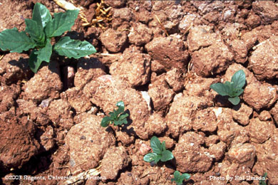 Photo of a Wright groundcherry