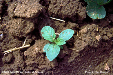 Photo of a Wright groundcherry