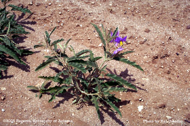 Photo of a silverleaf nightshade