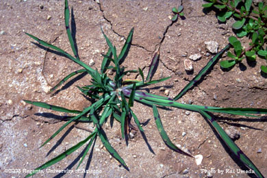 Photo of a junglerice 