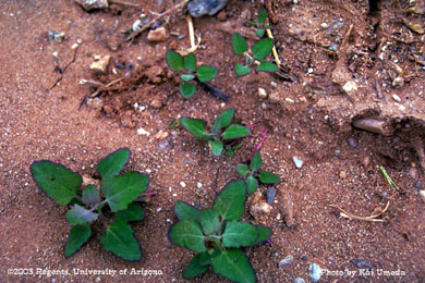 Photo of common lambsquarters 