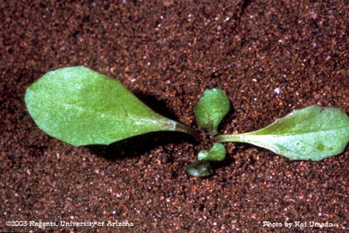 Photo of an annual sowthistle