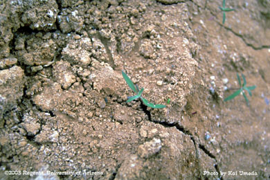 Photo of narrowleaf lambsquarters