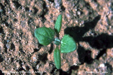 Photo of a nettleleaf goosefoot