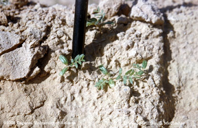 Photo of Puncture vine 