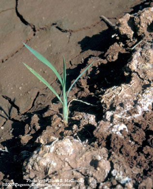 Photo of Barnyardgrass
