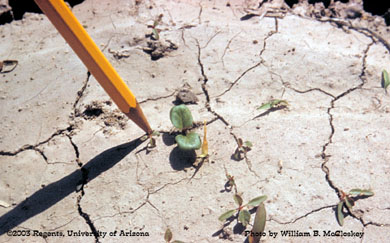 Photo of a Field bindweed