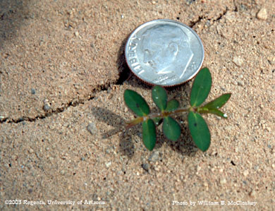 Photo of a Hyssop spurge