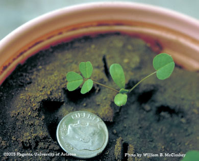 Photo of a Bur clover