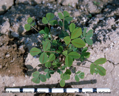 Photo of a Sweet clover