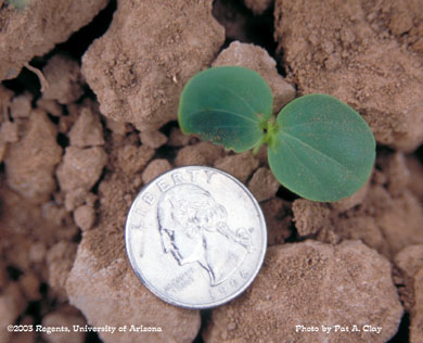 Photo of a sicklepod