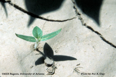 Photo of a sacred datura 