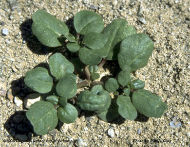 Photo of a horse purslane