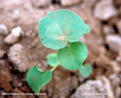 Photo of a velvetleaf