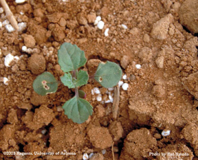 Photo of a nettleleaf goosefoot