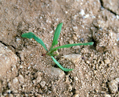 Photo of a silversheath knotweed