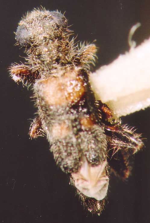 Photo of Coleoptera: Unknown 