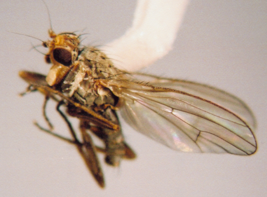 Photo of Diptera: Unknown 