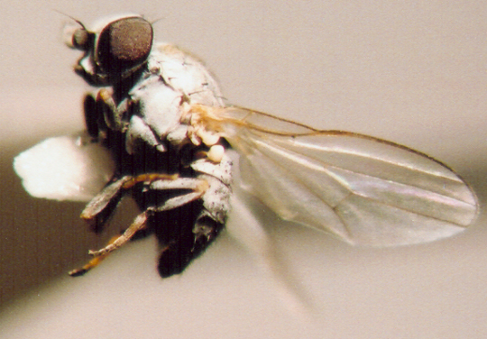 Photo of Diptera: Unknown 