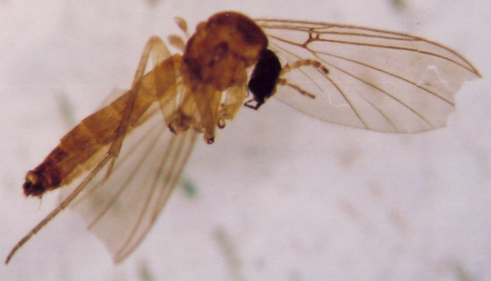 Photo of Diptera: Unknown 