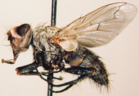 Photo of Diptera: Unknown 