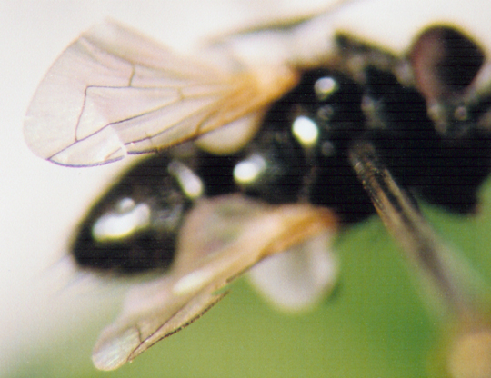 Photo of Diptera: Unknown 