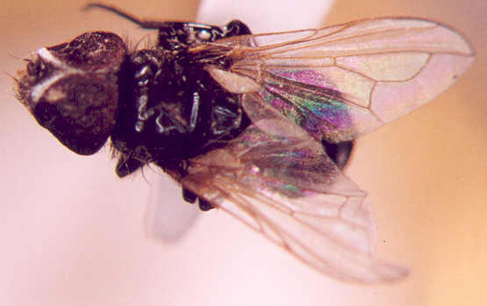 Photo of Diptera: Tachinidae 