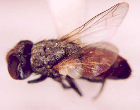 Photo of Diptera: Tachinidae 