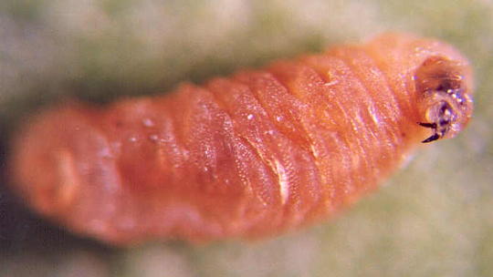 Photo of Diptera larvae 
