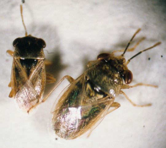 Photo of Hemiptera: Lygaeidae (Left:Geocoris pallens Right:Geocoris punctipes)