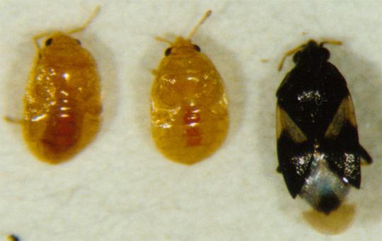Photo of Hemiptera: Anthocoridae Orius 