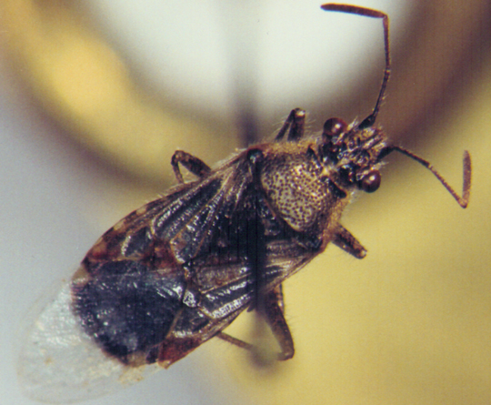 Photo of Hemiptera: Rhopalidae 